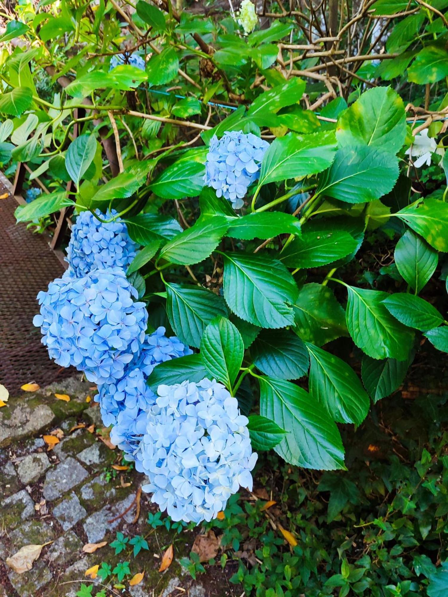 阿马兰特Quinta De Ribas别墅 外观 照片